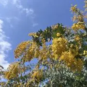 tomo 即購入okです！の画像