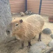 トリトリ