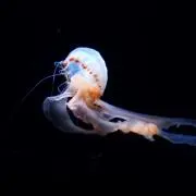 くらげの画像