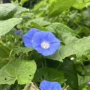 りなすの画像