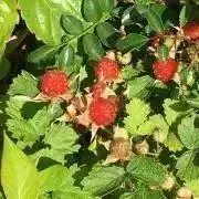 にこにこ☆8/7~19発送負荷です。の画像