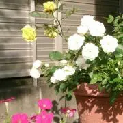 あずみの