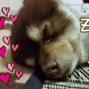 ぽんたろう