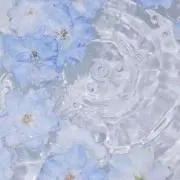 ゆずきち