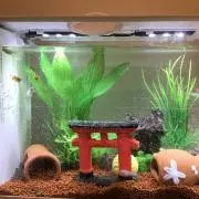 アトム