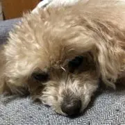 モチムチ子