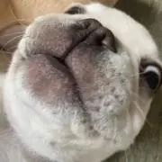 Makachanの画像