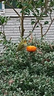 タミーの画像