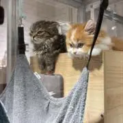 ヌッコ