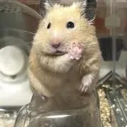 たらちゃん***の画像