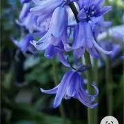 bluebellの画像