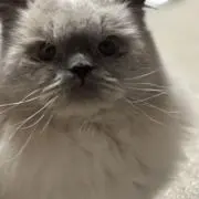 にょこの画像