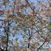 flowerの画像