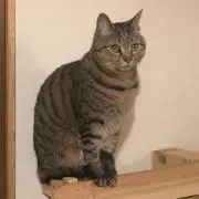 NOAH（プロフ必読）