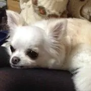 ちゃちゃまる
