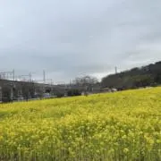 ももの画像