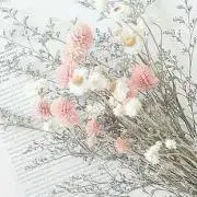 ぴーちの画像