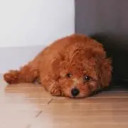 あき