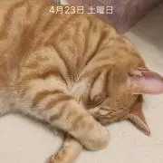 ちいとら(=^ω^=)