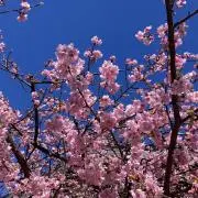 こまちの画像