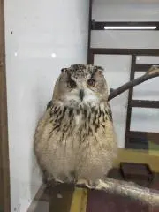 ふくちゃんの画像