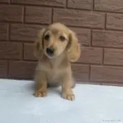 まき