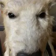 カズヤマの画像