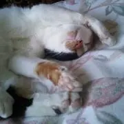 えみえみの画像