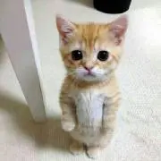 ひょ～チャン