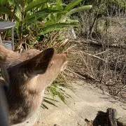 忍野の画像