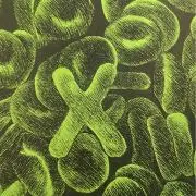 Finの画像