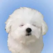 マルチーズ署長の画像