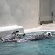 やまの画像