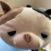 もぐの画像