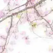 さくら(プロフお読み願いますの画像