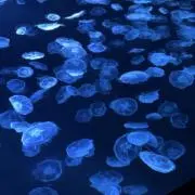 Nanaの画像