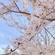 もなかの画像