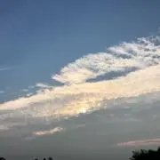 カゲトラの画像