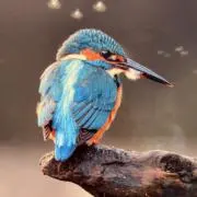 954の画像