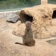 ‪‪❤︎‬