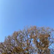 Yonesanの画像