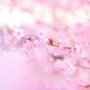 春の画像