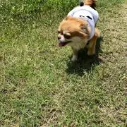 りーちゃんの画像