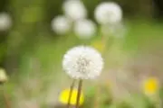 neneの画像