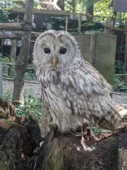 アウル