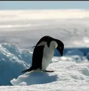海苔まき