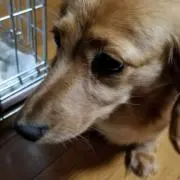 みく(プロフは必ずお読みください)の画像