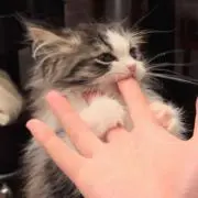 れーな    (次の発送日7月18日~の画像