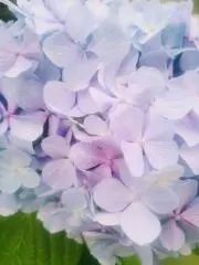 鹿澄の画像