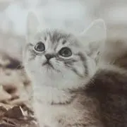 グゥグゥの画像